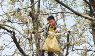 砀山梨花节 砀山梨花节