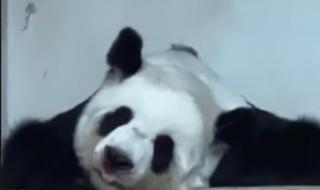 旅加大熊猫顺利回家 旅加大熊猫顺利回家